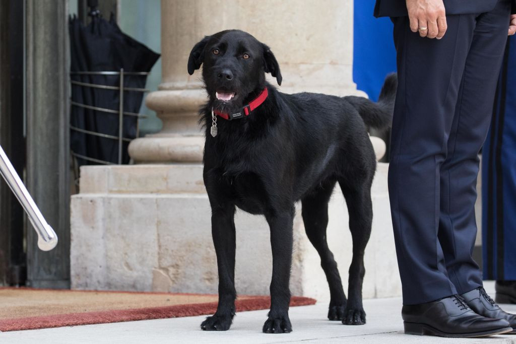 Preşedintele Macron, făcut de râs de câinele său într-o discuţie oficială filmată