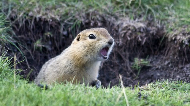 Autostrada Transilvania, nouă problemă. ”Prezenţa acelui animăluţ drăguţ nu va genera nicio întârziere”