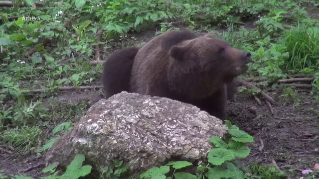Mărturiile victimelor atacate de urs în faţa unui bloc din Făgăraş. Activiştii spun că animalele sunt atrase voit