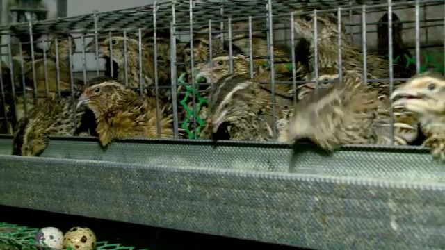 Planul cu care fermierii sunt ajutați gratuit să se dezvolte. Modelul, aplicat cu succes în Constanța