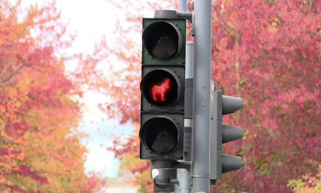 Măgarul ar putea deveni simbol la semafoarele dintr-un oraș german