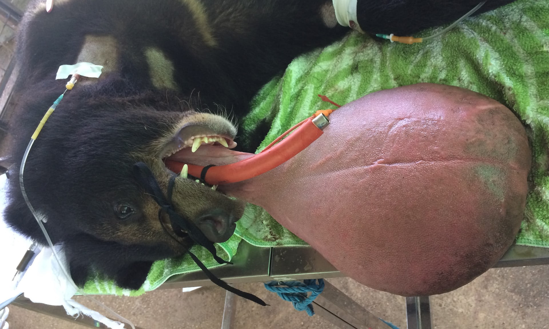 Urs cu o limbă gigantică, salvat de medicii veterinari din agonie