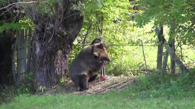 Ursul care a rănit doi oameni, în Făgăraș, va fi împușcat