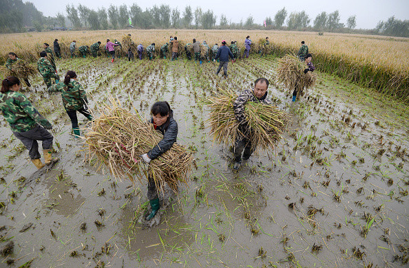 China a inventat orezul de apă sărată care ar putea hrăni 200 de milioane de oameni