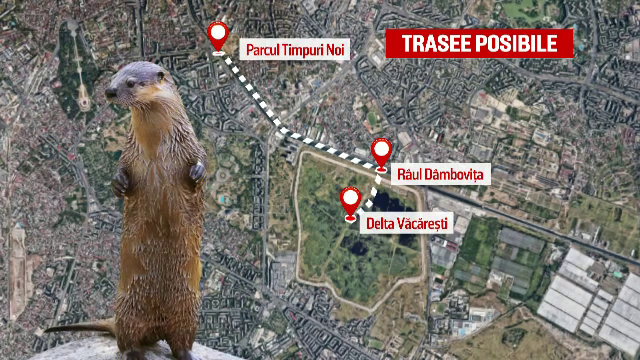 Vidrele au ajuns să cutreiere Capitala. Soluțiile propuse pentru a nu fi ucise de mașini