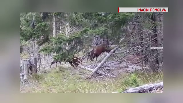 Imagini spectaculoase surprinse de pădurari în Suceava