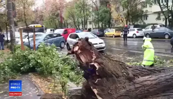 Un copac a căzut peste un taxi, în zona Dinicu Golescu