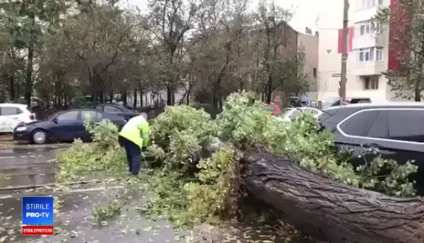 Un copac a căzut peste un taxi
