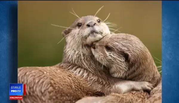 Vidrele au ajuns să cutreiere Capitala. Soluțiile propuse pentru a nu fi ucise de mașini