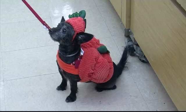 Halloweenul, celebrat și de câini. Milioane de dolari date pe costume