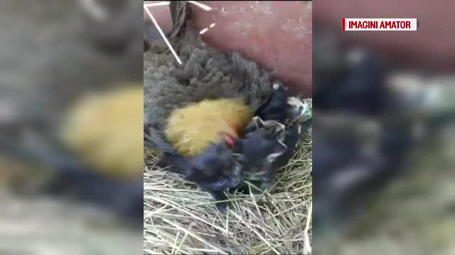 Imagini înduioşătoare. Cinci pisoi sunt îngrijiți de o găină, transformată într-o mamă iubitoare