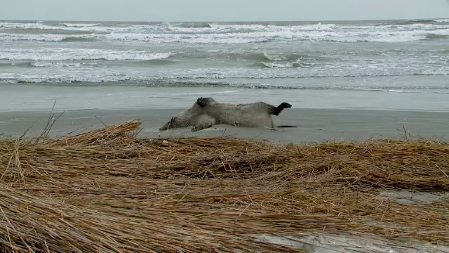 valuri constanta porci mistreti
