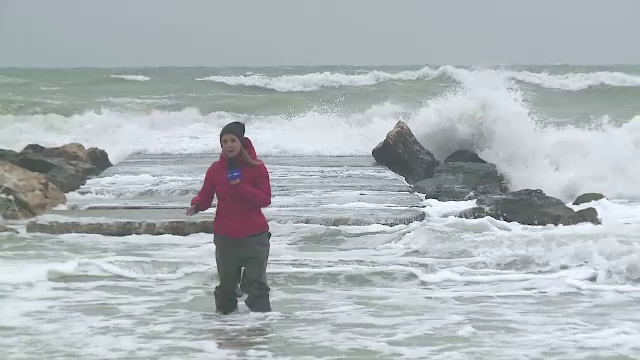 valuri constanta porci mistreti