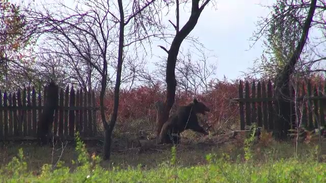 Incident nefericit pentru un pădurar din Bacău. A fost atacat de un urs prins în capcană
