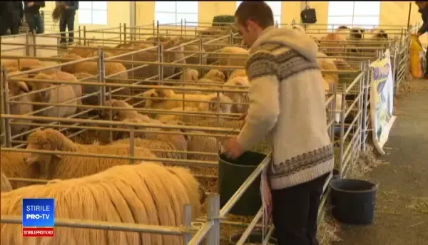 În timp ce ministrul Daea ne cere să alegem oaia, fermierii sunt tot nemulțumiți: Vrem soluții
