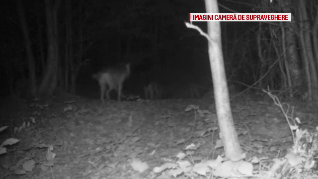 Haită de lupi, surprinsă în Parcul Național Semenic. Specialiști: mențin un echilibru ecologic