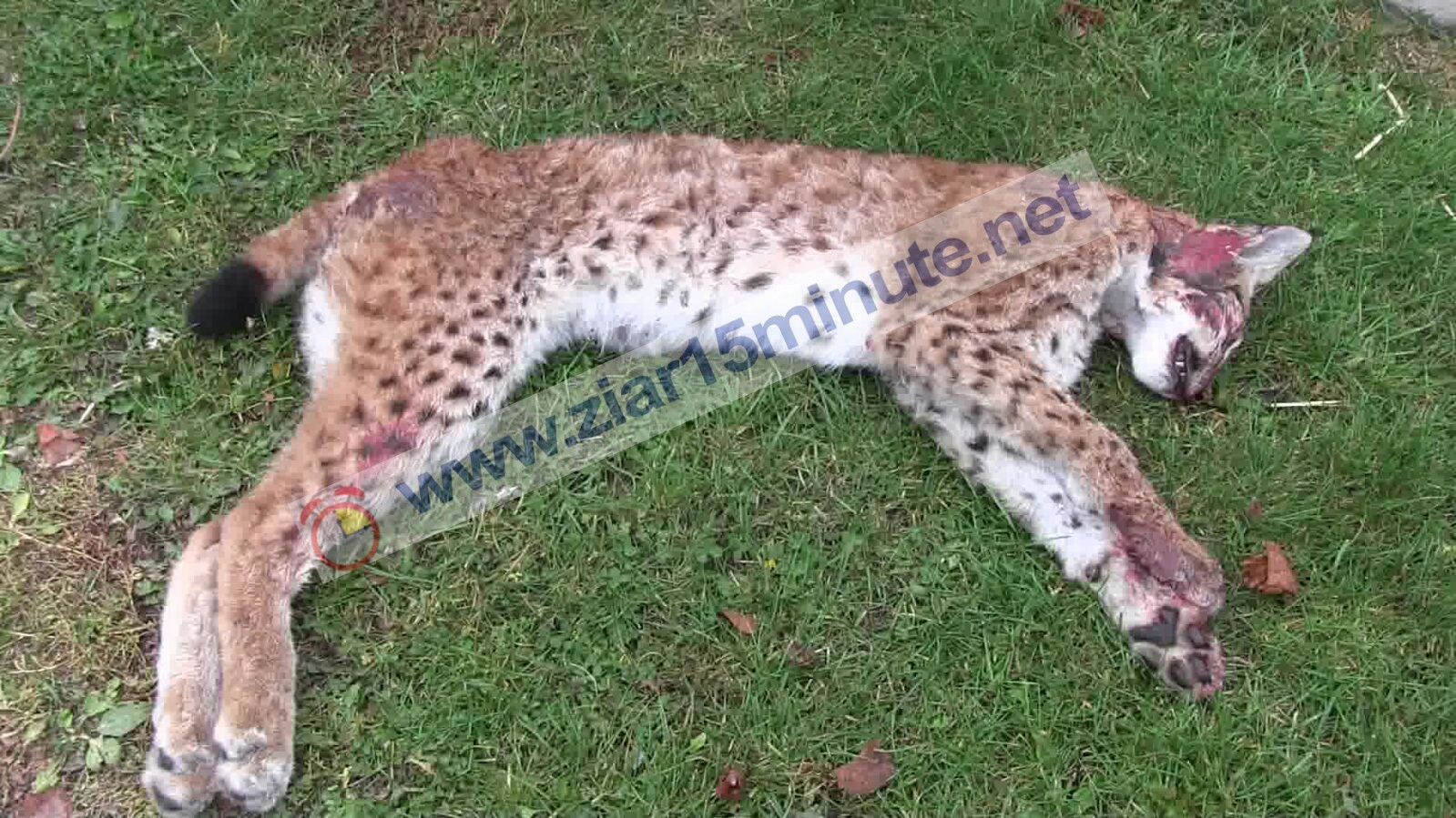 Animale sălbatice, lovite de mașini după montarea parapeților pe DN1