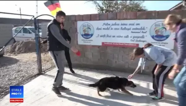 Campanie de sterilizare gratuită a câinilor din Alba