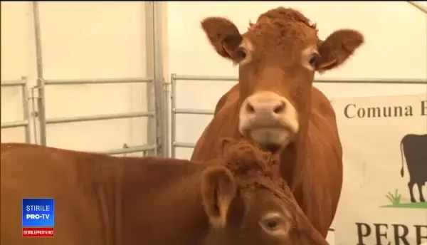 Animale din rase scumpe la Indraga. Planurile producătorilor pentru berbecul Suffolk și Țurcana românească