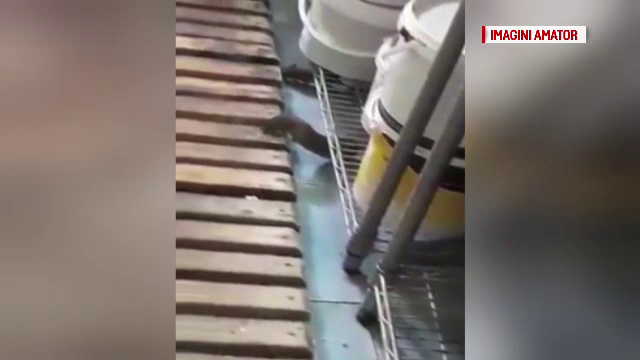 Caz revoltător la o cofetărie din Brăila. Mai mulţi şobolani au fost filmaţi în laborator