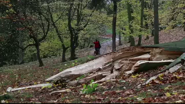 Furtuna Herwart a făcut 5 morți în Europa. Rafale de vânt de 180 km/h