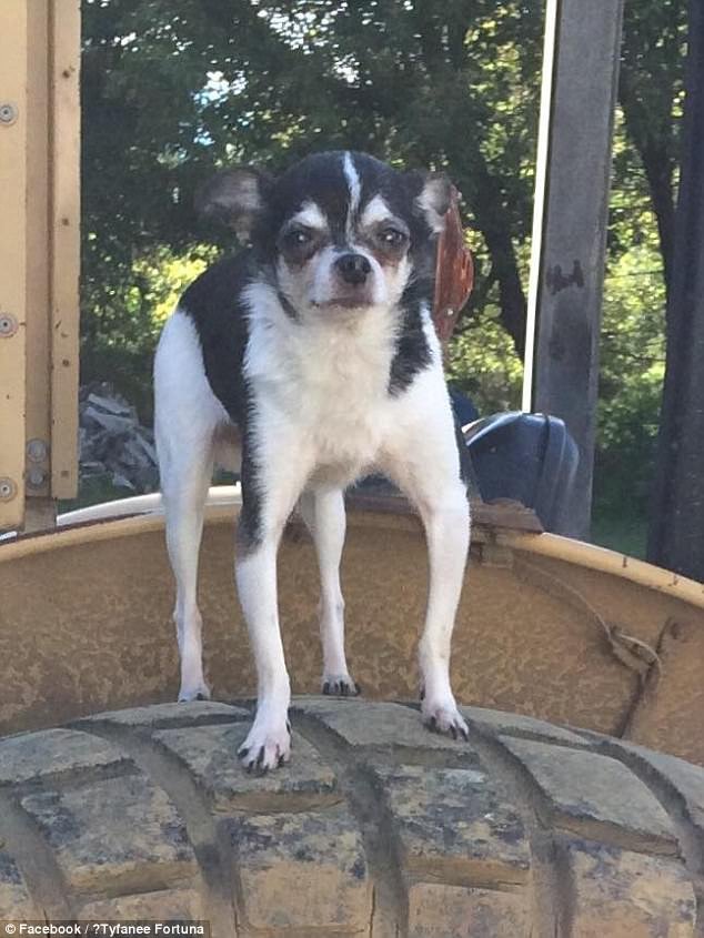 caine Chihuahua