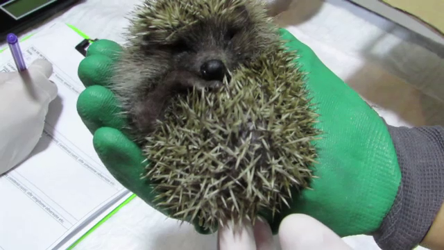 Recomandările veterinarilor pentru cei care găsesc în această perioada pui de arici