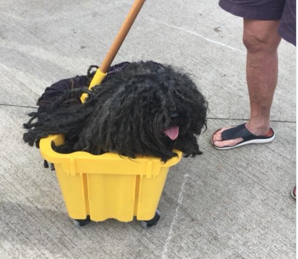 Un câine a fost confundat cu un mop, din cauza costumului de Halloween