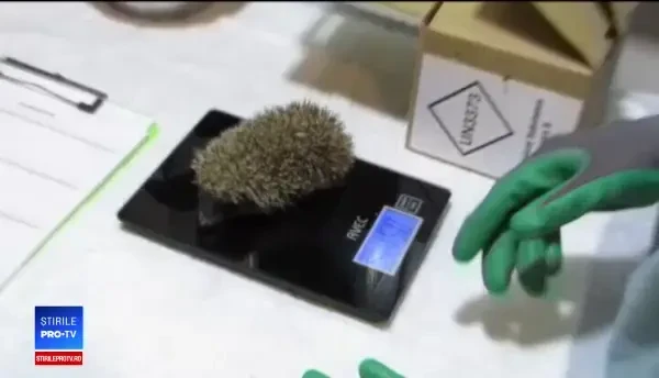 Recomandările veterinarilor pentru cei care găsesc în această perioada pui de arici