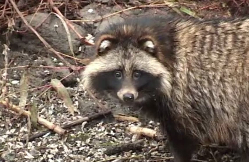 Un animal rar reîncepe să apară în România. Imaginile surprinse de câțiva pescari