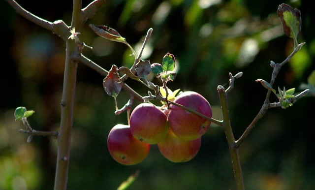 Femeie care călătorea cu avionul, amendă de 500 de dolari din cauza unui măr