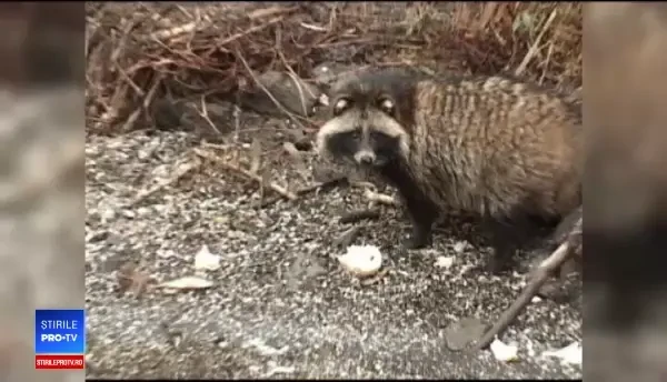 Un animal rar reîncepe să apară în România. Imaginile surprinse de câțiva pescari