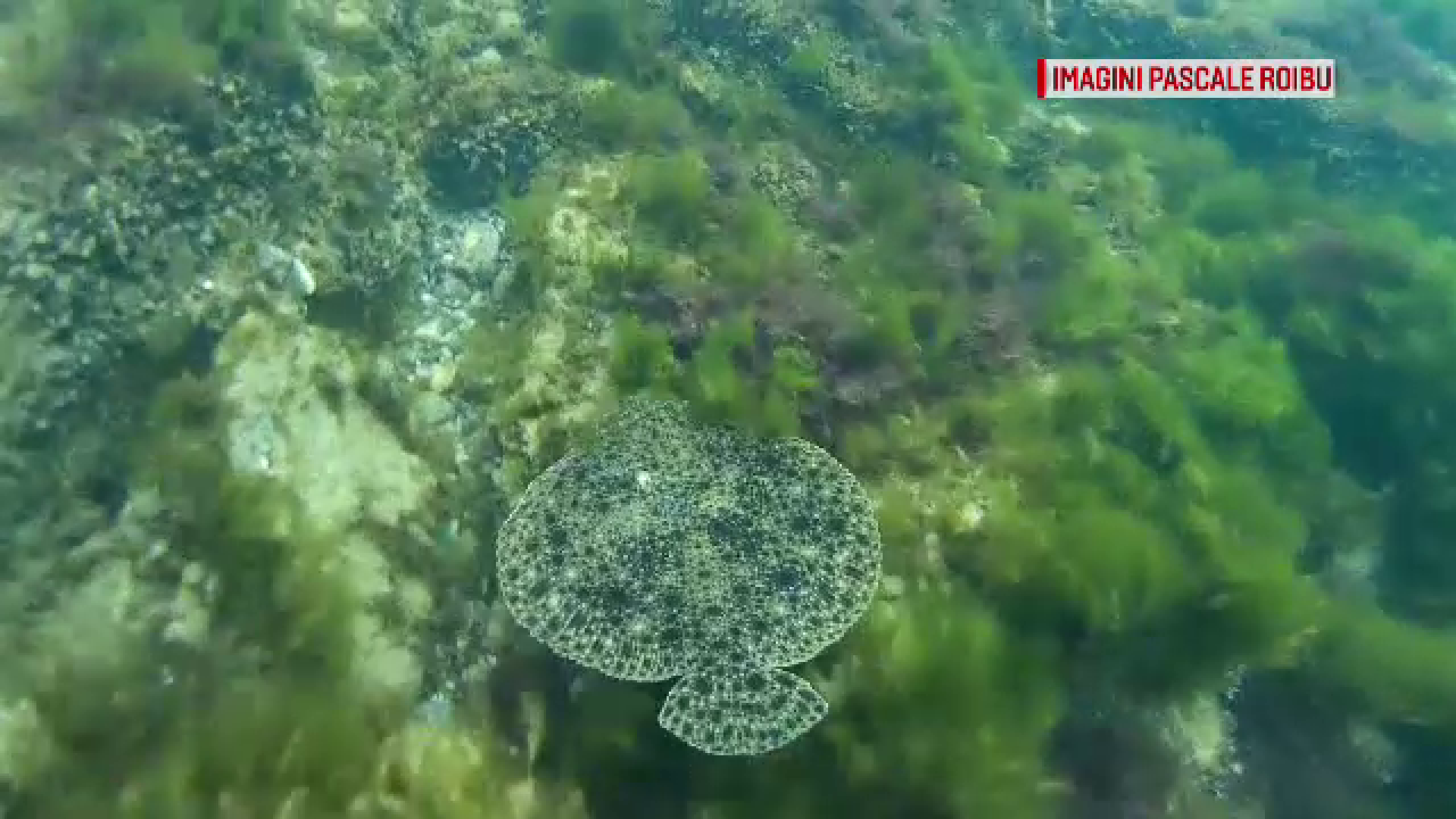 Populația de pește din Marea Neagră a crescut, după ce au dispărut braconierii turci