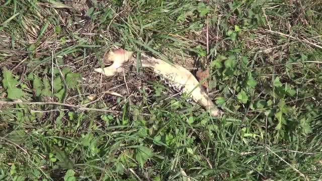 Un sat din Bacău, terorizat de fiare misterioase. "Din viţel am găsit numai capul şi picioarele"