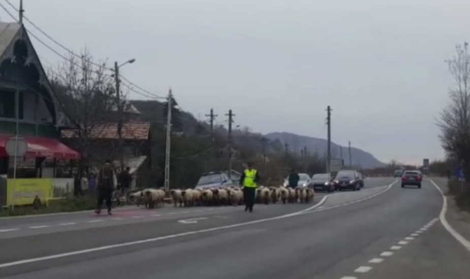 DN1, invadat de oi. Ciobanii s-au plâns de pagubele făcute de urși și mistreți