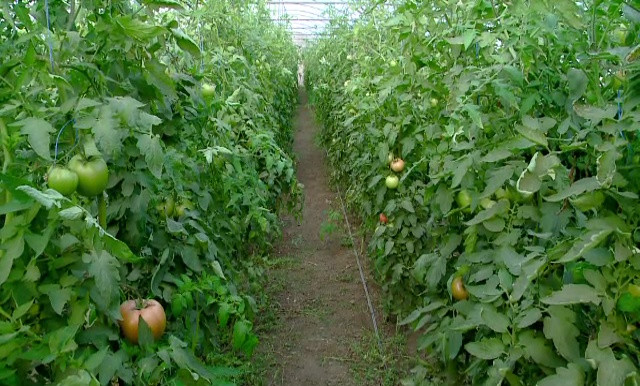 Agricultura ecologică, tot mai populară în România: cereale și legume fără chimicale