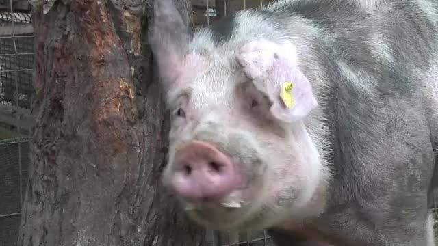 Porcii fermierilor români au pagini ”personale” pe Facebook. ”Astăzi îi vând doar pe internet”