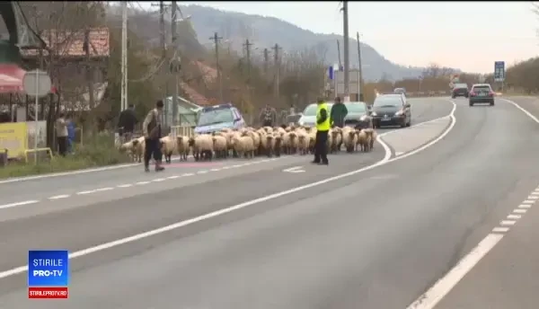 Protest cu turme de oi pe DN 1. Ciobanii atrag atenția asupra animalelor sălbatice