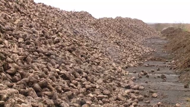 Sfecla de zahăr a redevenit populară printre agricultori, datorită subvențiilor de 600 EUR