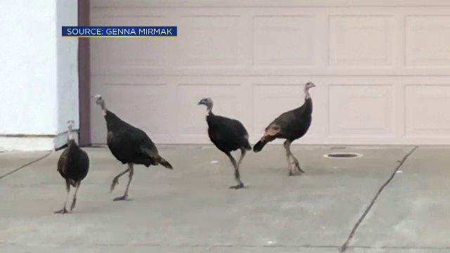 Locuitorii unui cartier rezidențial, terorizați de curcani. Legea nu le dă voie să-i împuște