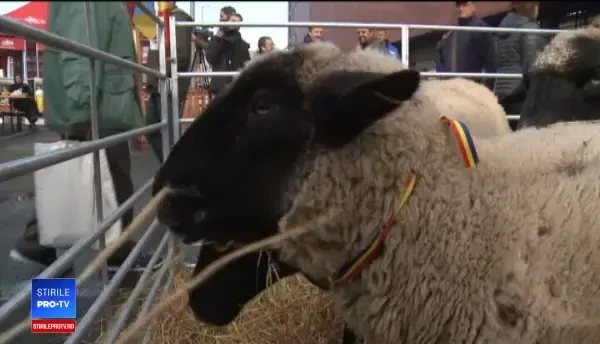 Campania Alege oaia, ironizată pe Facebook: O națiune de oi va naște un guvern de lupi