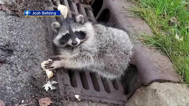 Un raton prea gras a rămas blocat într-o gură de canal din cauza lăcomiei
