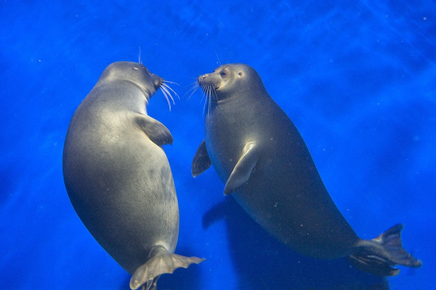 Catastrofă ecologică în Lacul Baikal. Peste 140 de foci au murit