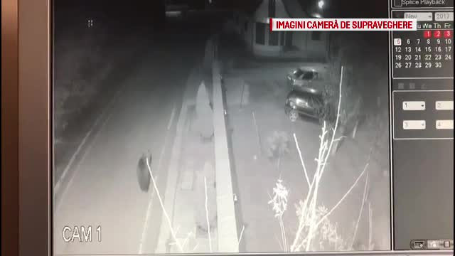 Comună din Dâmbovița, speriată de un urs. ”Dintr-o lovitură te face”