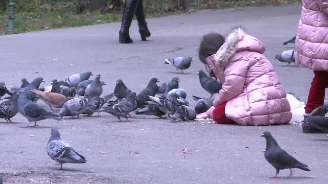 Parcul Cișmigiu, sufocat de mizerie. Ornitologii le cer oamenilor să nu mai hrănească porumbeii