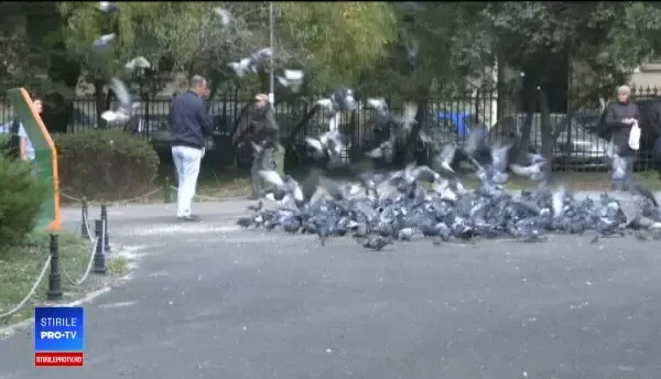 Parcul Cișmigiu, sufocat de mizerie. Ornitologii le cer oamenilor să nu mai hrănească porumbeii