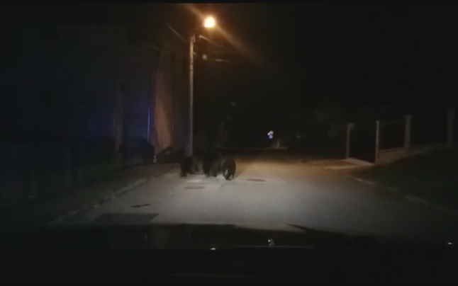 VIDEO. Ursoaică cu doi pui alungată de pe străzile din Bușteni de către jandarmi, cu girofarul