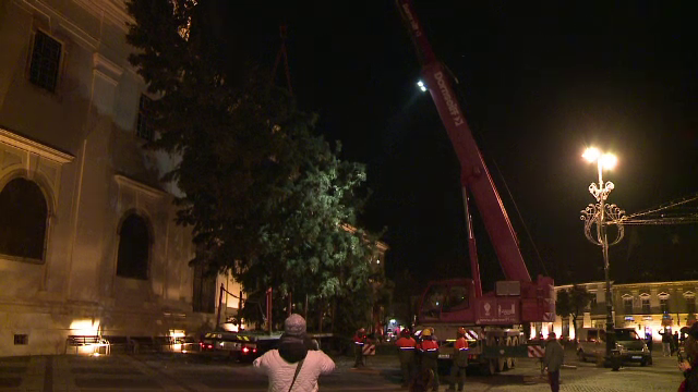 Bradul de Crăciun a fost instalat în Sibiu. Are 80 de ani și 20 de metri înălțime