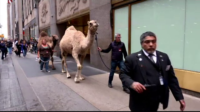 Animalele din spectacolul de Crăciun, binecuvântate la New York