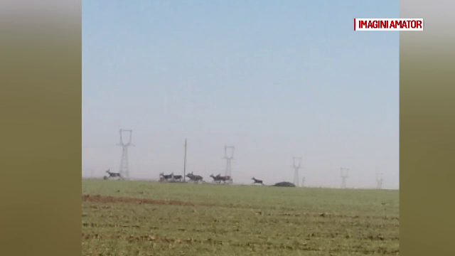 Pagube de sute de mii de euro provocate de turmele de căprioare fermierilor din Bihor